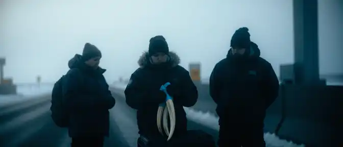 Под носками и скотчем: в Забайкалье пресечена дерзкая попытка контрабанды моржовых бивней