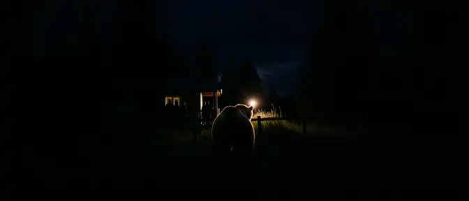 В Приморском крае за текущий год подтверждено 77 случаев столкновения людей с медведями